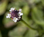 Frog fruit